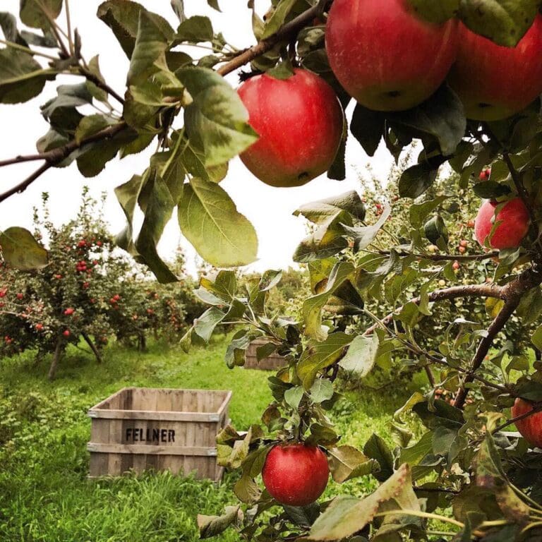 Top apple orchards in Door County
