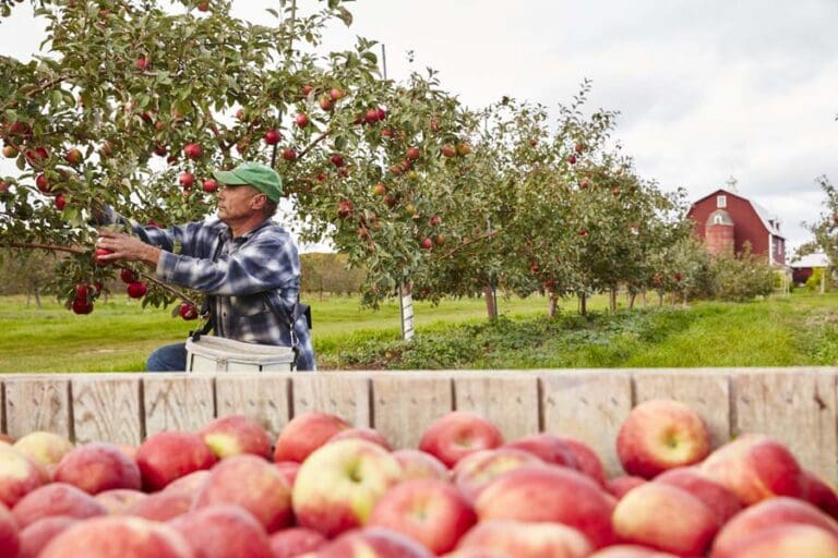 Top Apple Orchards in Door County