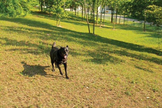 Door County Dog Parks 4 Door County Dog Parks