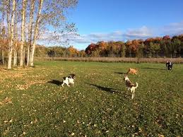 Door County Dog Parks 1 Door County Dog Parks